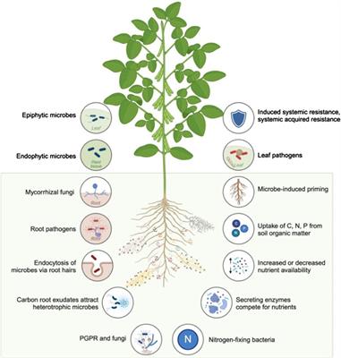 Editorial: Microbial OMICS, an asset to accelerate sustainability in agricultural and environmental microbiology